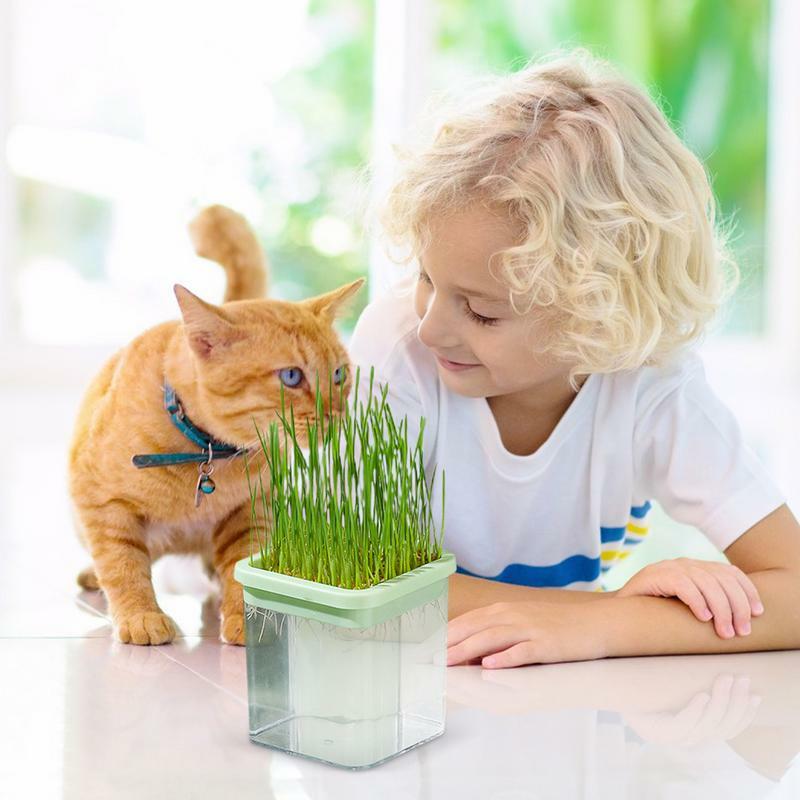 Nampan rumput kucing tanpa tanah Pot rumput kucing hidroponik Catnip rumput kucing kotak rumah tangga rumput kucing Pot pertumbuhan rumput gandum rumput kucing
