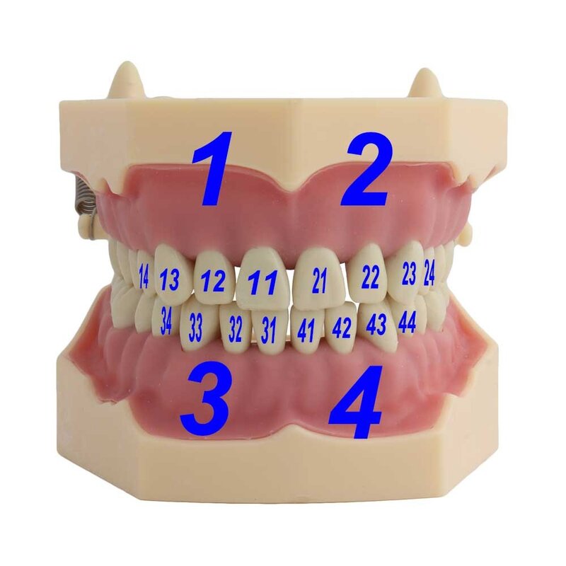 نموذج لتدريس الأسنان ، نموذج أسنان Frasaco مناسب ، أسنان قابلة للإزالة ، 32 ، متوفر