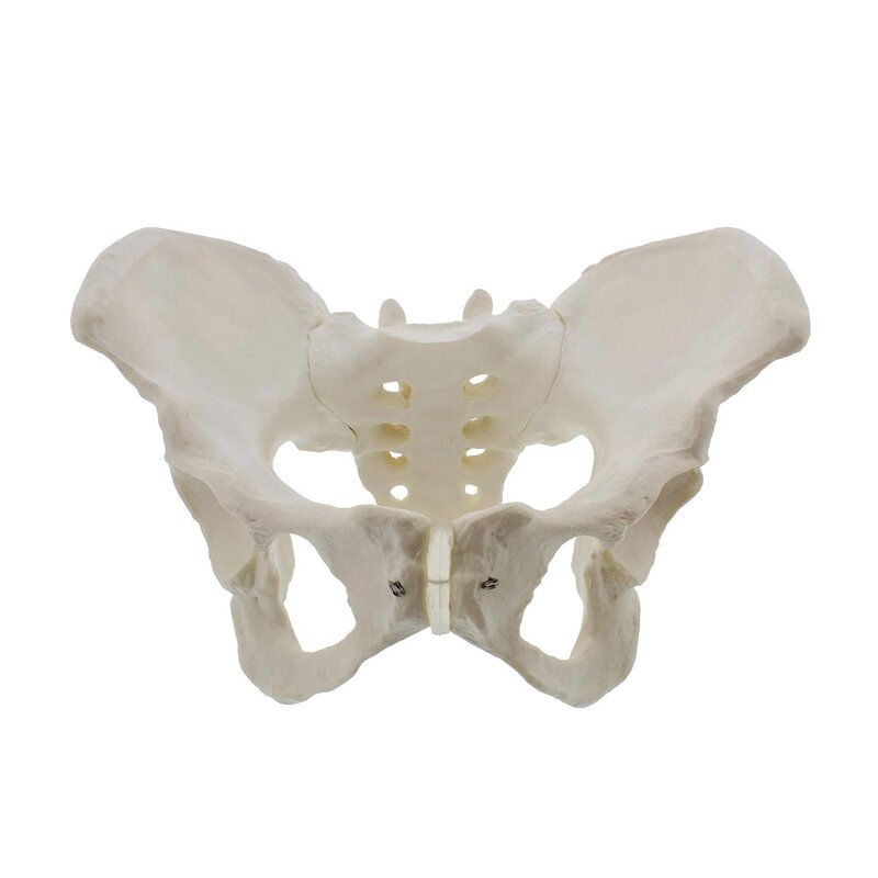 Model kobiecej miednicy naturalnej wielkości, Model biodra-żeński Model anatomiczny, Model miednicy kości biodrowej żeński Model anatomiczny
