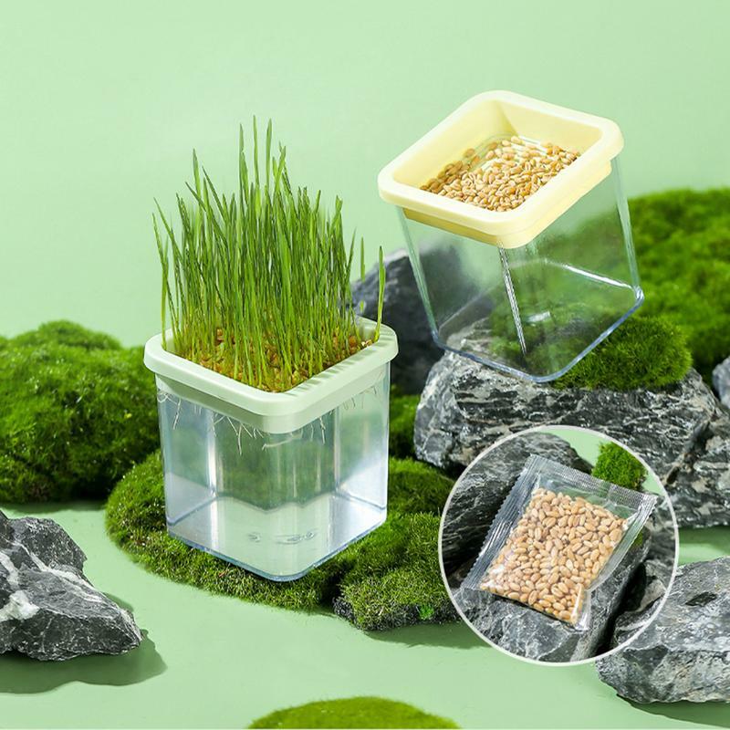 Boîte de plantation hydroponique pour chat, sans sol, herbe à chat, blé