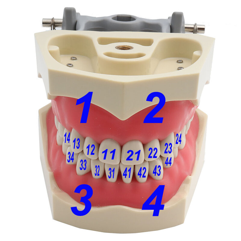 歯ブラシモデルadc,入れ歯モデル,取り外し可能なトレイ,32個