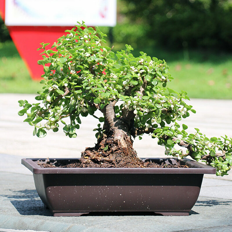 Maceta de bonsái innovadora y ligera, maceta de flores de belleza para jardines interiores y exteriores, balcón rectangular, bandeja de 26,5x18,5x2 cm