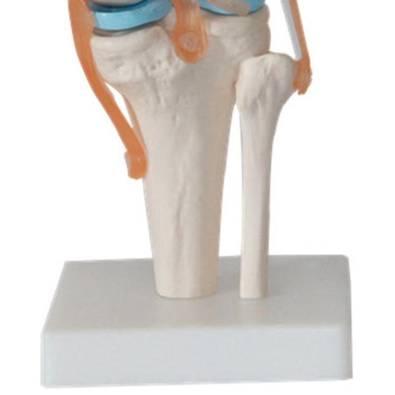 Dropshipping delle risorse di insegnamento di scienza medica del modello di anatomia dell'articolazione del ginocchio umano a grandezza naturale 1:1