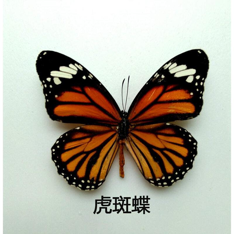 自然な本物の蝶標本教育補助教材標本DIY蝶標本透明バッグオプションのさまざま