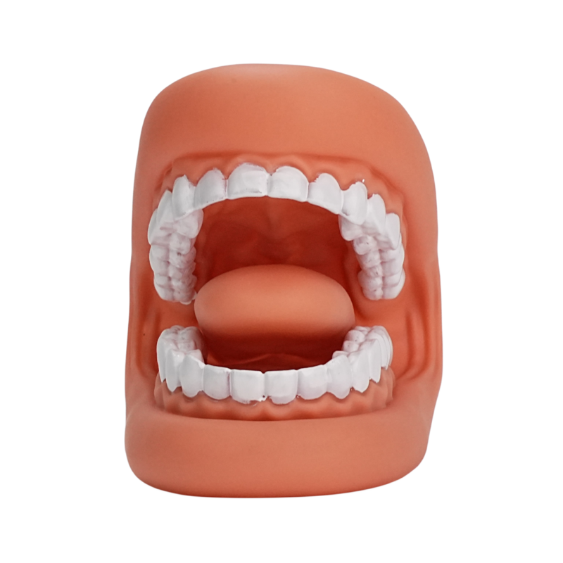 ฟันปลอมมาตรฐานทันตกรรม-รูปแบบการแปรงฟันฟันปลอมมนุษย์สำหรับการเรียนการสอน