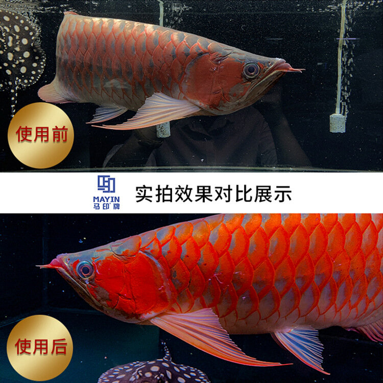 Ma Yin, рыба дракона, три основных цвета, осветляющая рыба дракона, осветляющая рыба, аквариум со светодиодной подсветкой