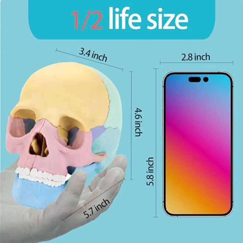 Modèle de Crâne d'Anatomie Humaine, Puzzle, Mini Crâne Humain Amovible, pour Clinique Fuchsia