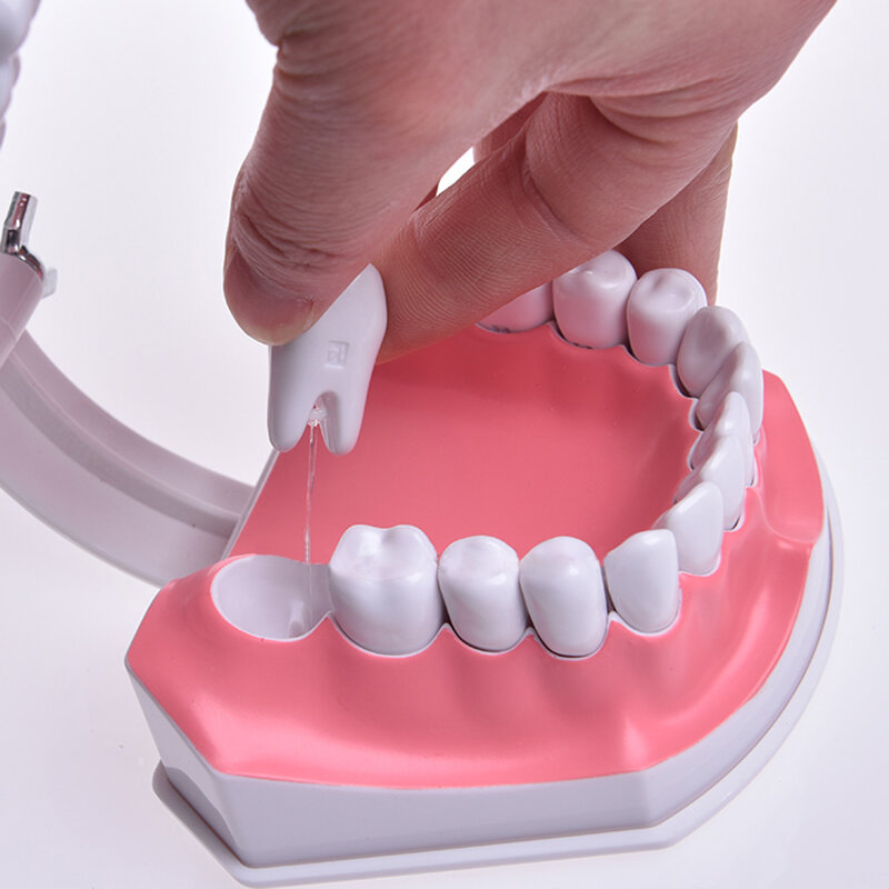 JINGT الأسنان نموذج لشكل الأسنان عن طريق الفم التدريس المعرفي ممارسة قالب الأسنان وهمية طب الأسنان ممارسة قوالب أطقم الأسنان أدوات