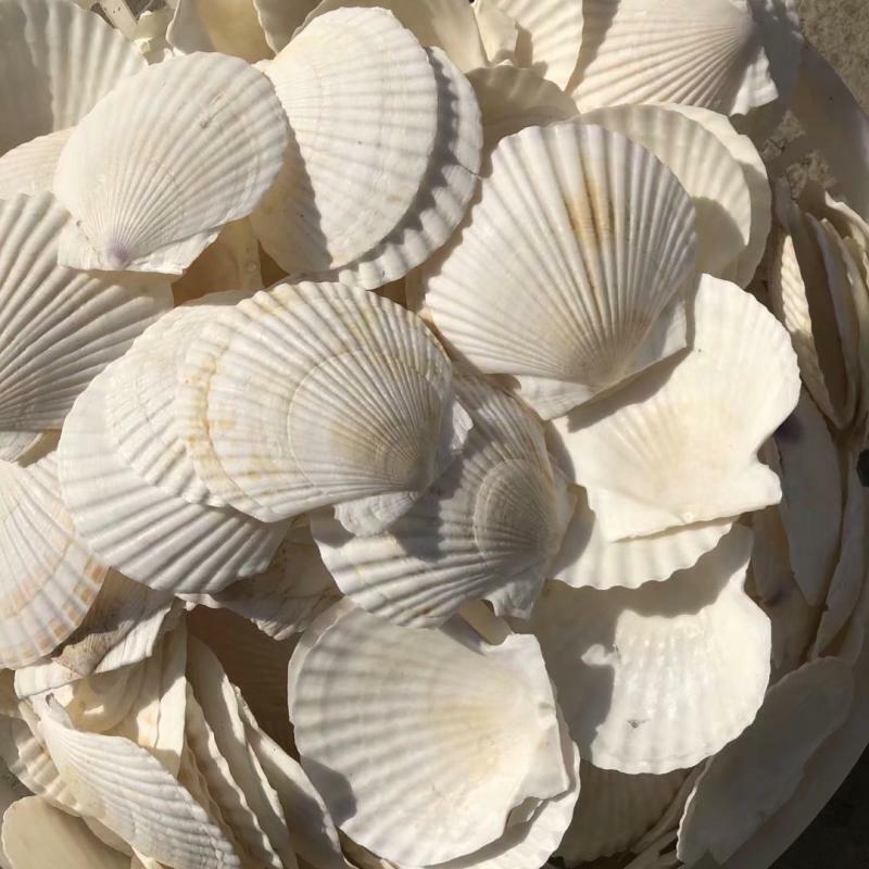 Garlic Vermicelli White Large Scallop Shell Steamed Scallop Hawaiian Half Shell Large Tray Shell