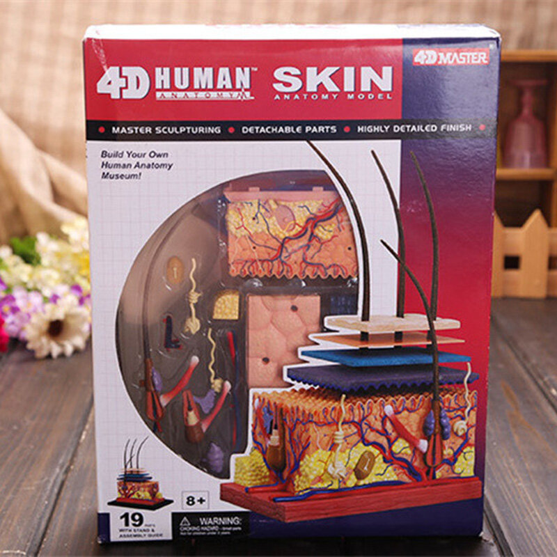 Modelo de piel humana desmontable, equipo educativo de bricolaje con Manual 4D MASTER, estructura de piel agrandada, recursos de enseñanza