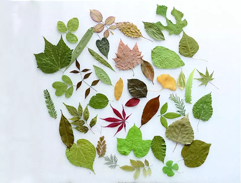 40PCS(15 Kinds) Drying Nature Leaves Collection DIY Hand Nature Decoration Picture Photos Biological Specimen Photography Props