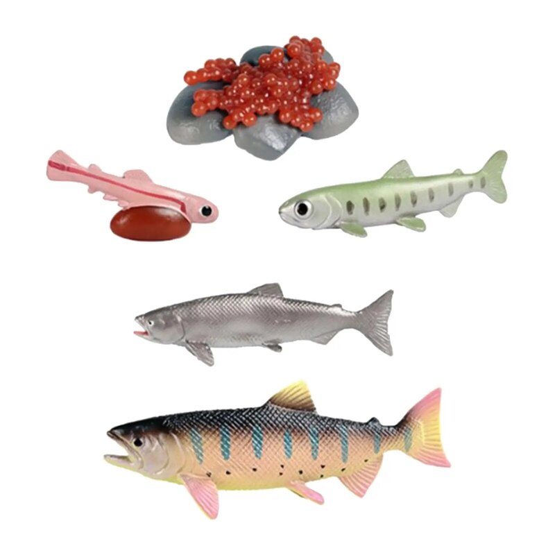 Life Cycle of Salmon Toys Realistic Teaching Tools Biology Model Animal Growth Cycle Figures Presentations Role Play Games Party