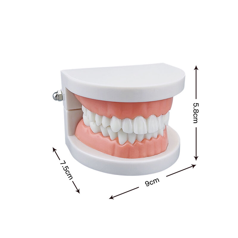 Adult Typodont Demonstration Denture Model Standard Teeth Model Dentistry Lab Material for Teaching Learning Clinic Instrument