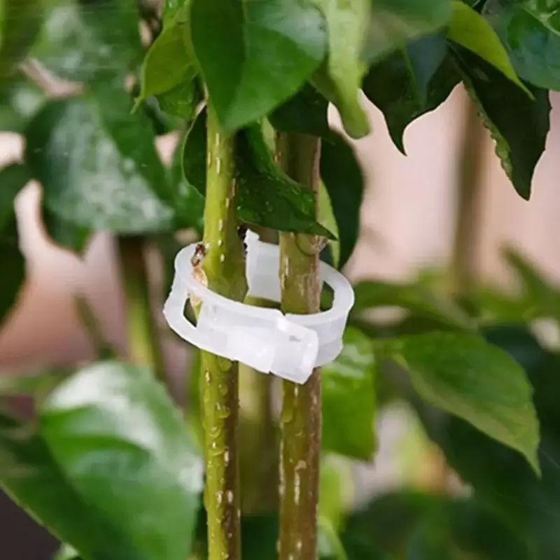 150/50Pcs clip di supporto per piante in plastica strumento di fissaggio per innesto di protezione della vite vegetale riutilizzabile per forniture da giardino per pomodori vegetali