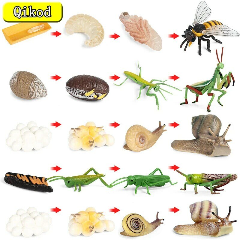 Figurka zabawkowa cykl wzrostu owadów ślimak pszczoła modliszka Model cyklu życia symulacja Model zwierzęcia figurka materiał dydaktyczny dla dziecka