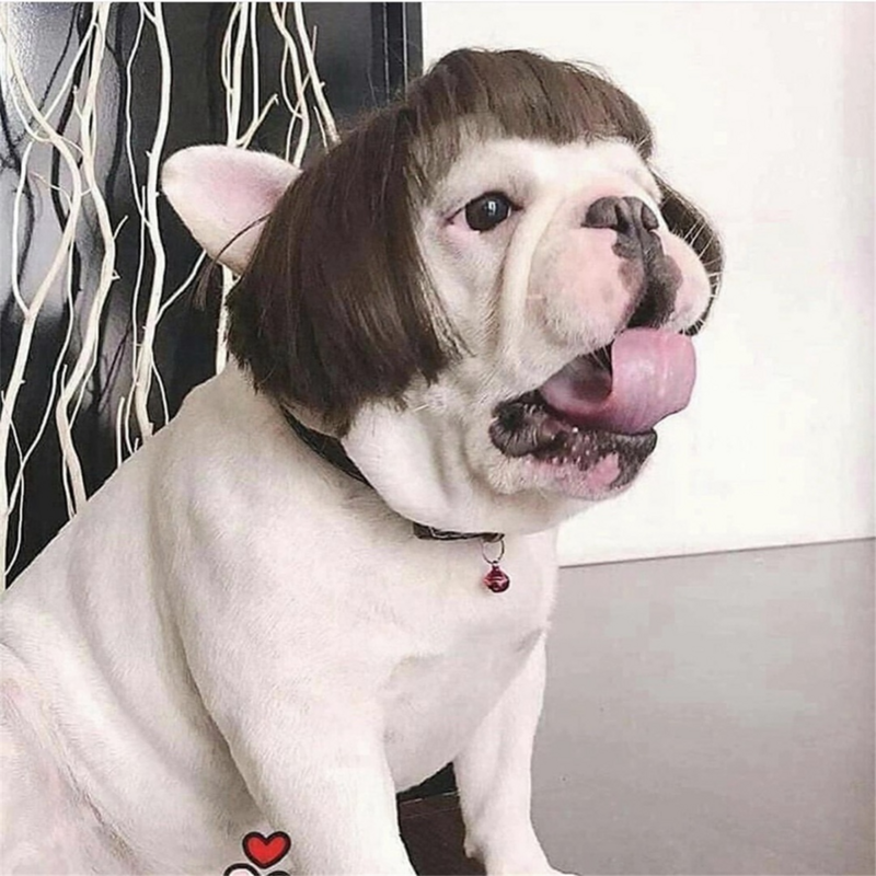 Peluca de perro divertida para perro pequeño, mediano y grande con flor de cabeza, recortable disfraz de Mascota, decoración de Cosplay de gato