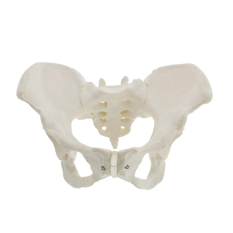 Modello di bacino femminile a grandezza naturale, modello di anca-modello di anatomia femminile, modello pelvico di osso dell'anca modello anatomico femminile