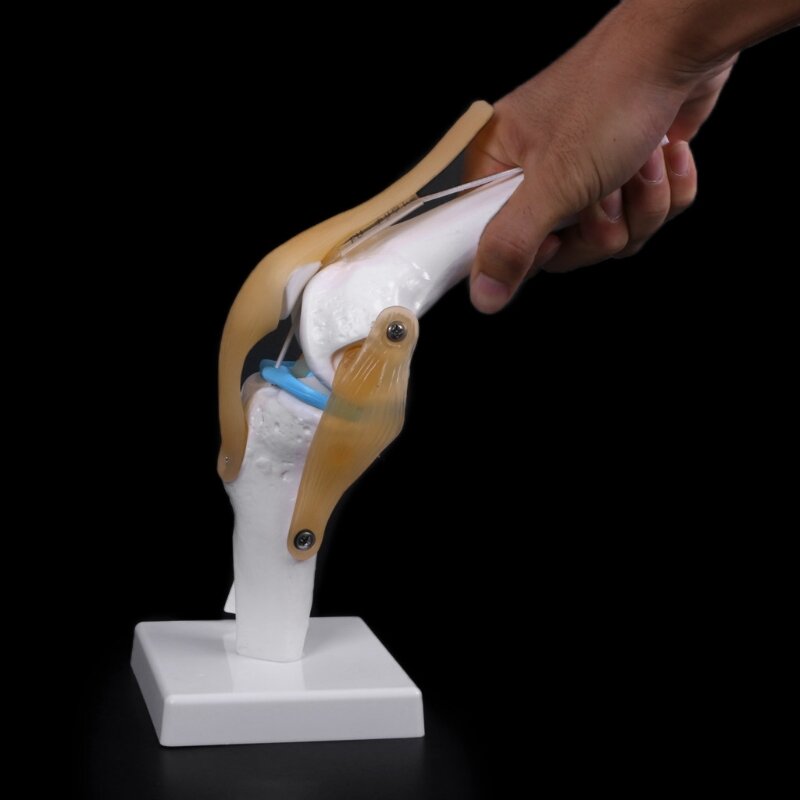 Human Anatomical Knee Joint Flexible Skeleton Model Medical Learning Aid Anatomy