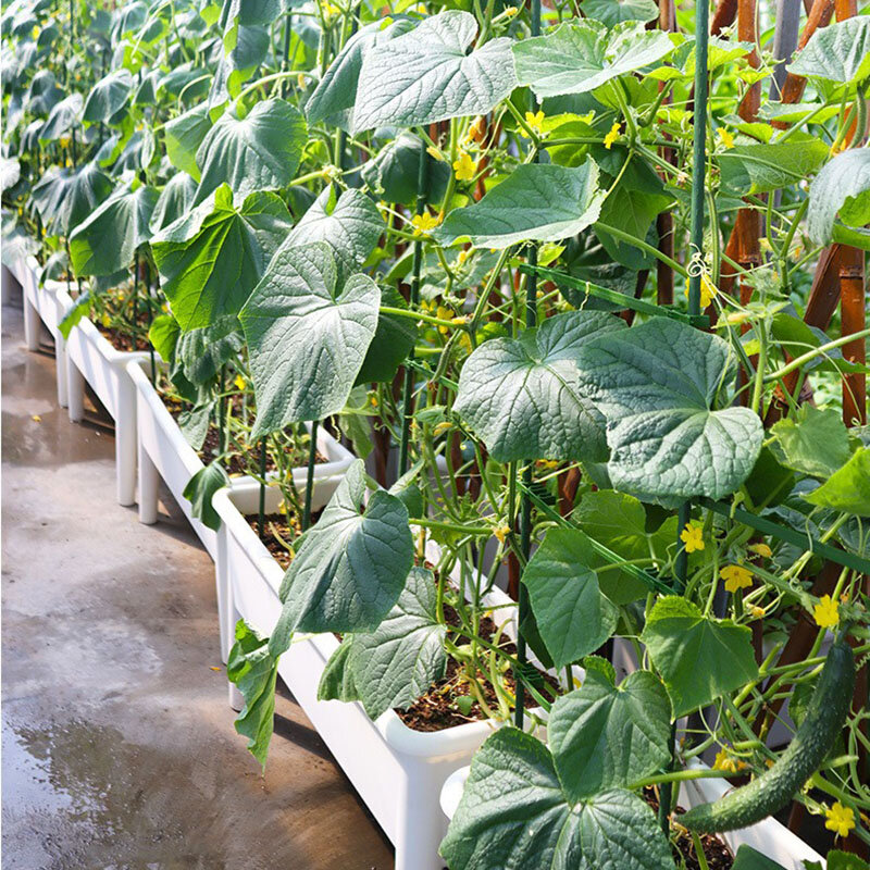 ดอกไม้กระถางผัก Hidroponic ระบบระเบียงแนวตั้งชาวไร่กลางแจ้งที่ใช้ในครัวเรือนกระถางต้นไม้ขนาดเล็ก Greenhouse Garden