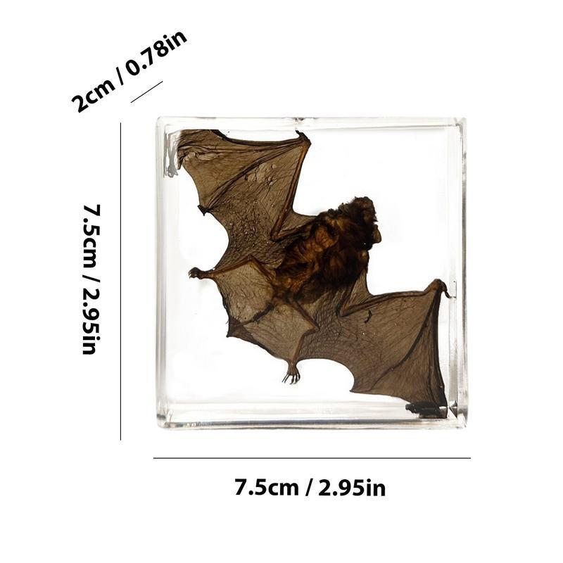 Acrílico Bat Espécime Ornamento, Real Bat Espécime, Decoração em Resina, Tabletop Decor, Iluminando Peça Conhecimento