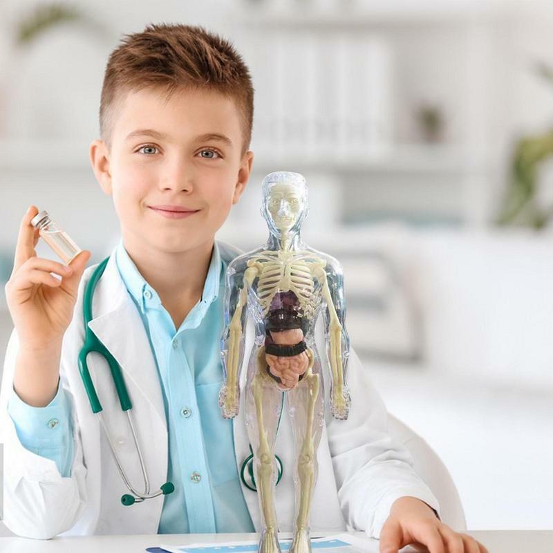 Modello di corpo umano visibile 3D modello realistico di anatomia per bambini scheletro modello di assemblaggio anatomico bambola giocattolo Kit di scienze educative giocattolo