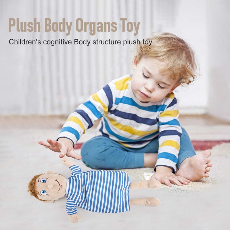 Brinquedo de pelúcia órgãos montados para crianças, Boneca Anatomia do Corpo Humano, Ciência Ensino Aids Tool, Brinquedos educativos
