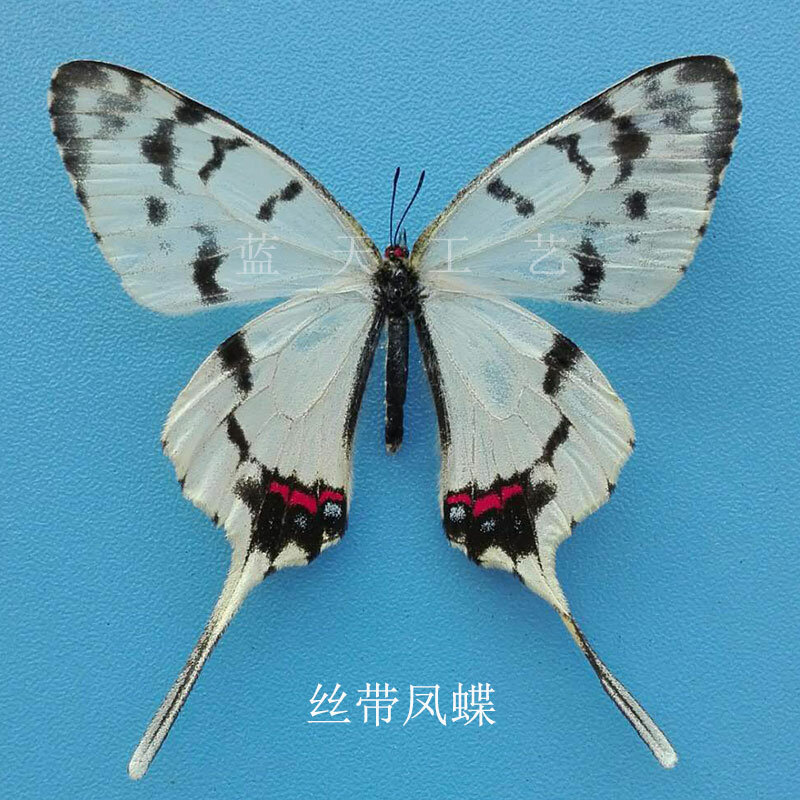Espécimen de mariposa real Natural, ayuda para la enseñanza, espécimen de mariposa alada DIY, bolsa transparente, variedad opcional