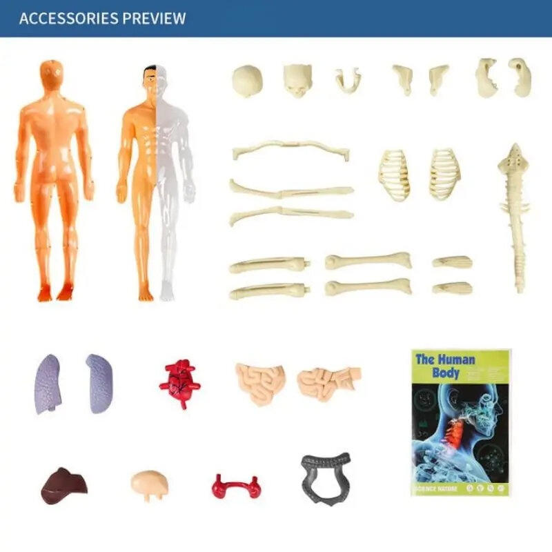3D ludzkie ciało Model tułowia dla dziecka, anatomia, szkielet, zdejmowane, symulacja, organy i szkielet, odłączane modele ciała