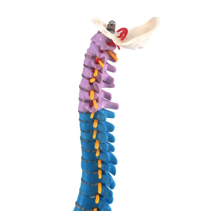 Modelo de columna vertebral con anatomía anatómica humana pélvica, recursos de enseñanza para estudiantes, 45Cm