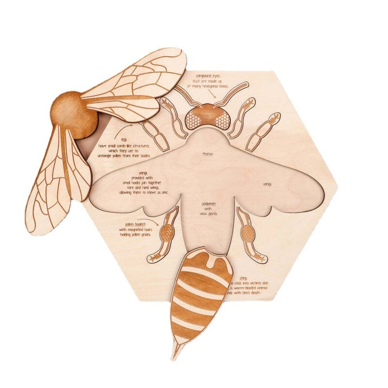 Honeybee Anatomical Structure Wood Multilayer Puzzle Children Learn Cognition Puzzle Toys Gifts