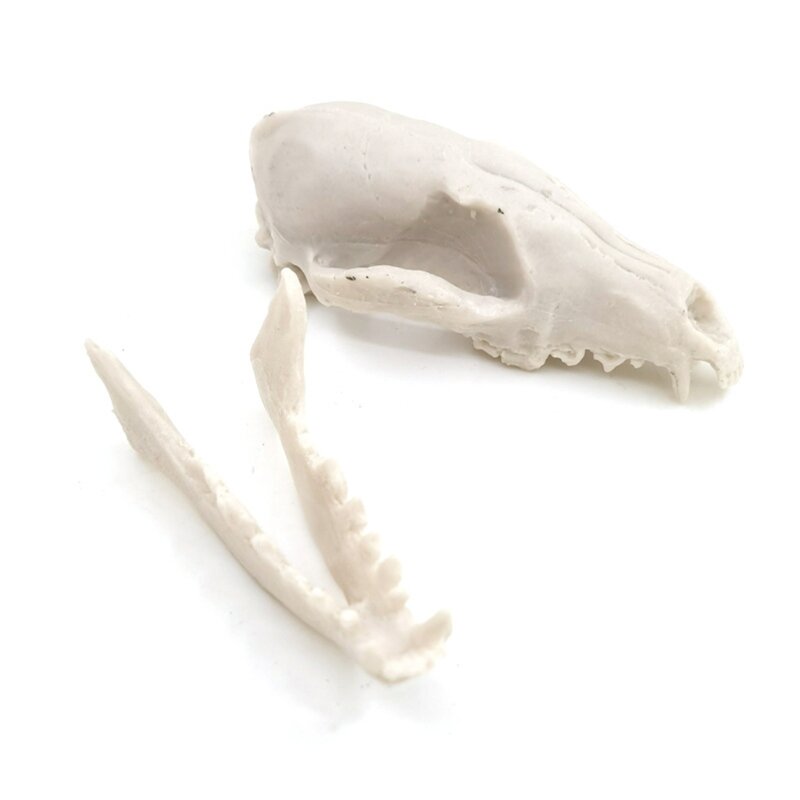 Ossa realistiche Teschio per testa Campione scheletro in resina Modello Puntelli Halloween Forniture orribili Decorazione