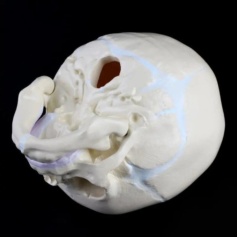 1: 1 Model Kerangka Anatomi Tengkorak Medis Bayi Janin Manusia Pengajaran Su