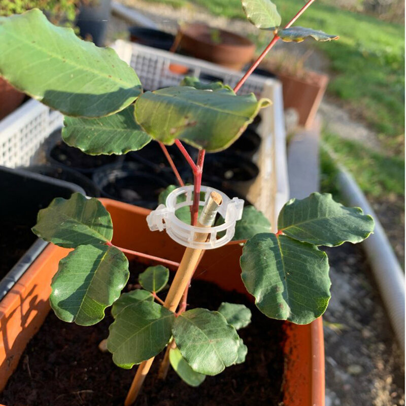 50 buah klip tanaman plastik perlindungan koneksi, alat perbaikan cangkok sayuran tomat berkebun dapat digunakan kembali