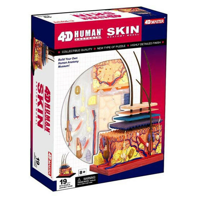 Modèle de peau humaine avec ressources fuchsia, poignées amovibles, équipement de bricolage, manuel, structure de peau agrandie, maître 4D