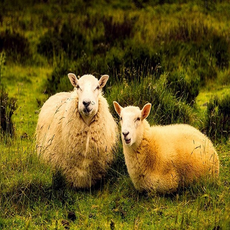 Leggings da uomo in lana 100%, certificati Woolmark, per climi freddi, lana Merino australiana Extra morbida