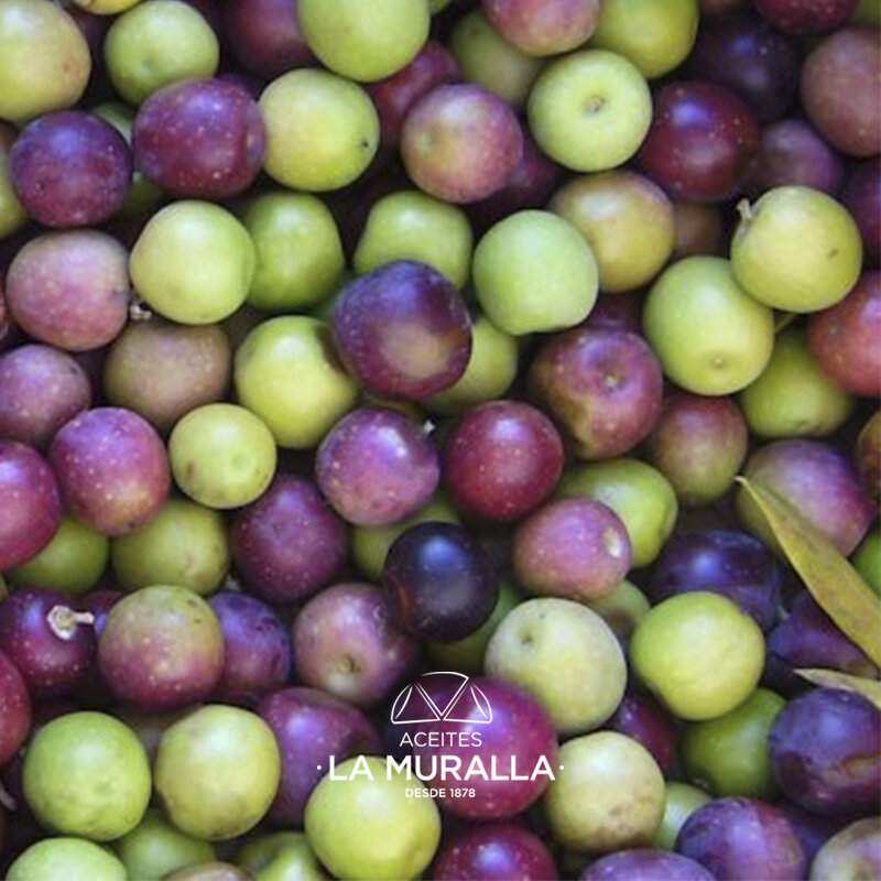 Ekstra oliwa virgin, Cortijo La Muralla, odmiana Arbequina, 2 karafki 2 L, ekstrakcja na zimno, AOVE 100% naturalne