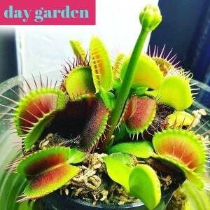 10 Pieces Fly Trap Venus Carnivore Flower Free Shipping
