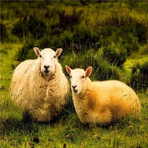Áo Len Nam Tất Bộ, thịt Cừu Len Chứng Nhận Tự Nhiên Nhiệt Thực Merino Len 6 Đôi Liền Mạch Thịt Cừu Len Đôi Tất Cao Cổ