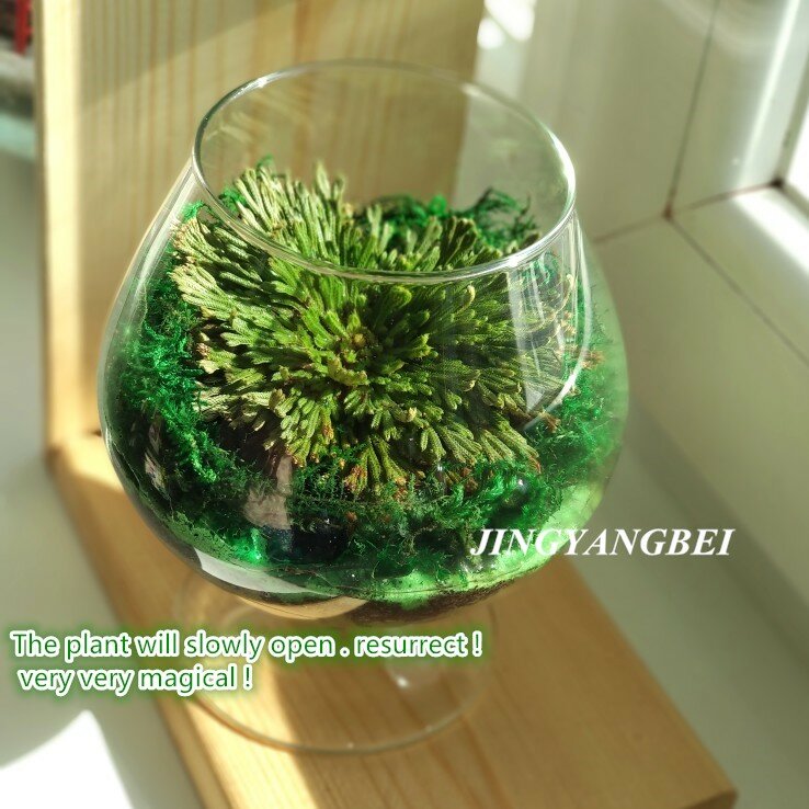 5 말린 꽃 마술 녹색 식물 장미 식물 공기 펀 selaginella 불멸의 잔디 홈 파티 장식