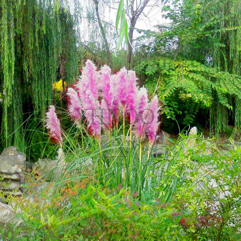 200 Pcs 뜨거운 판매! 보라색 팜파스 잔디 씨앗, 가정 정원 욕실 캐비닛에 대한 희귀 관상용 잔디 꽃 식물