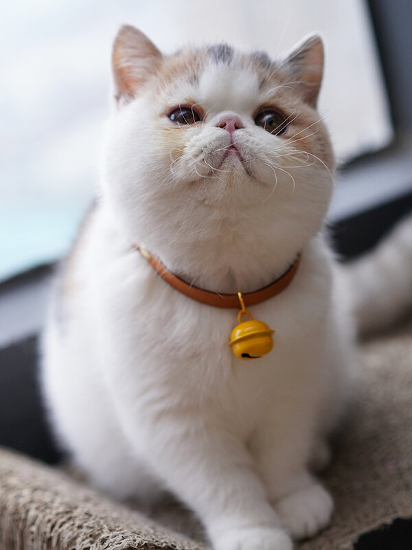 Gato de dibujos de Japón silencio Collar campana gato Accessori gato ajustable Collar de perro Collar de conejo lindo gatito suministros