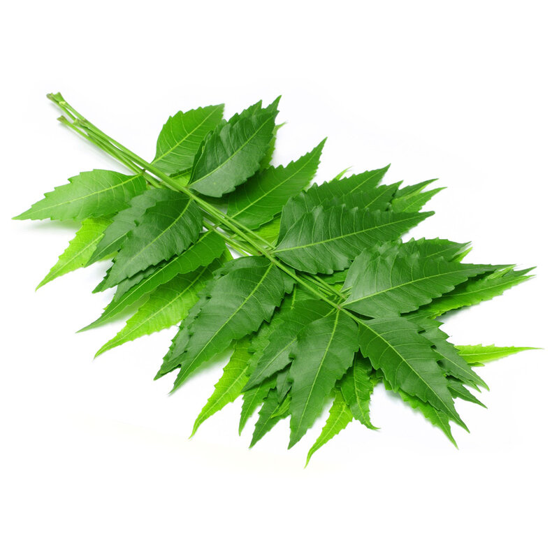 AKARZ Famous Brand Natural Neem Essential Oil Insecticidal Disinfection Inhibit The Growth of Insect Pests Neem Oil