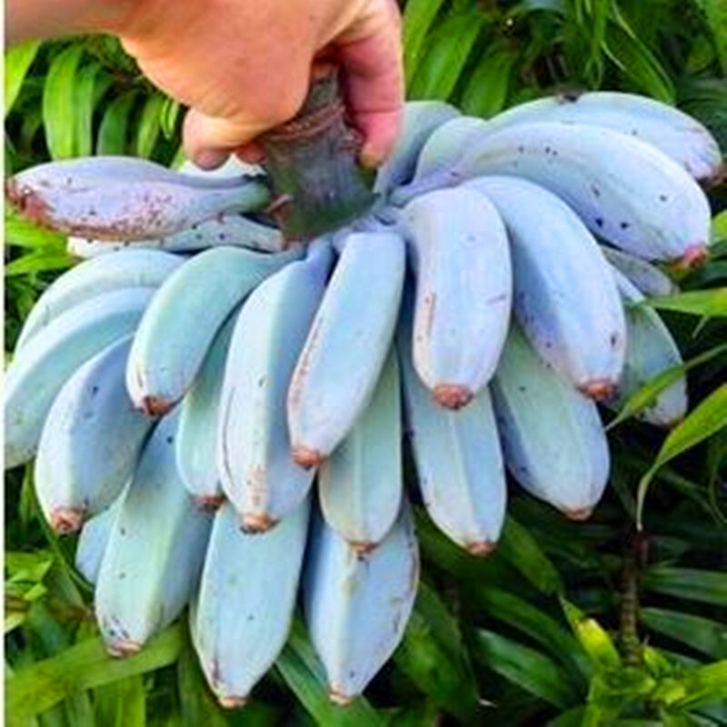 200Pcs พืชสวนเมล็ดกล้วย Potted บ้านห้องน้ำอินทรีย์ที่มีสีสันกล้วยดอกไม้ไม้เฟอร์นิเจอร์ SX-1