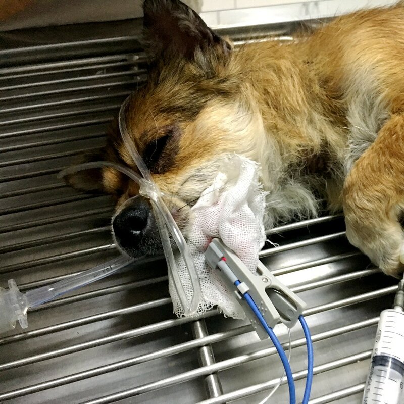 Veterinário handheld pulso oxímetro médico portátil para gatos cães raposas e outros animais de estimação
