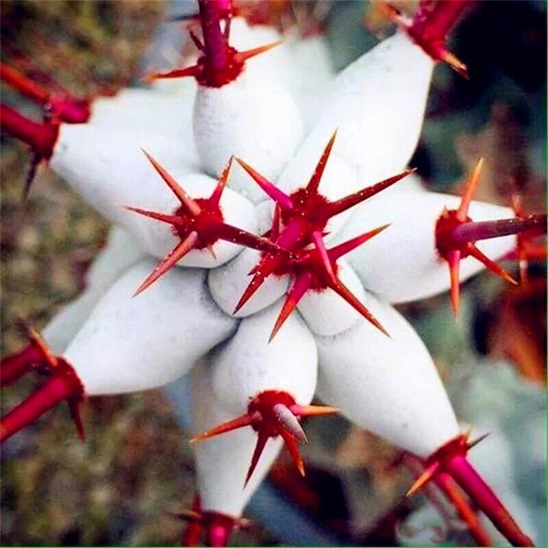 50Pcs 즙이 많은 식물 씨앗 정원 자연 Euphorbia Obesa 식물 홈 희귀 선인장 꽃 에센스 립 마스크 VE-29