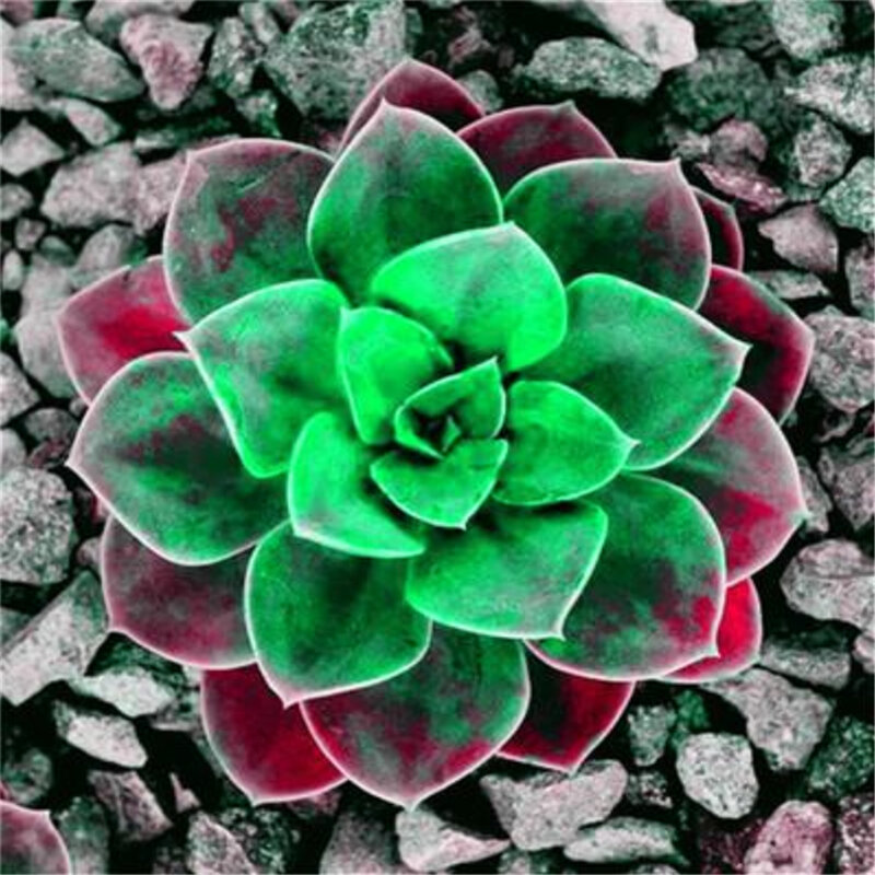 50Pcs หายากที่มีสีสัน Succulent Plant เมล็ดพืชสวนธรรมชาติพืชบ้าน Aromatic ดอกไม้ไม้ห้องน้ำ DN9Z