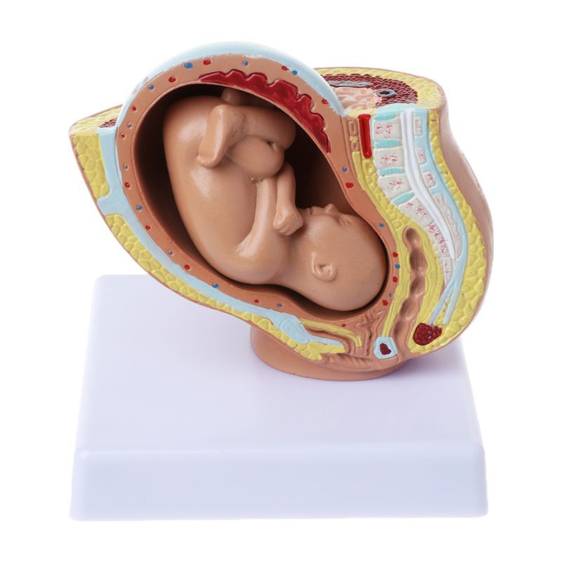 Fœtus du 9ème mois de grossesse, modèle médical humain de grossesse et développement du fœtus dans l'utérus