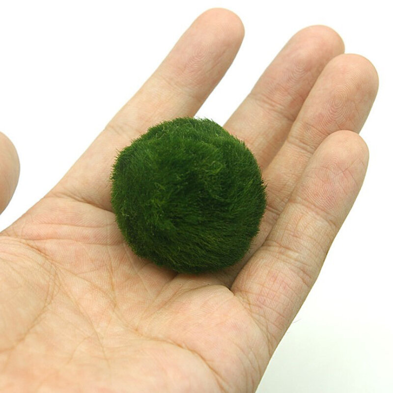 5 шт./пакет 3-4 см мох Marimo Balls живое аквариумное растение водоросли для аквариума Ландшафтный водный шар