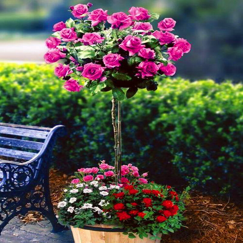 50 Stuks Plant Geurige Rose Boom Zaden Tuin Badkamermeubel Kleurrijke Perennial Rose Bloem Hout Meubelen PQ0-V