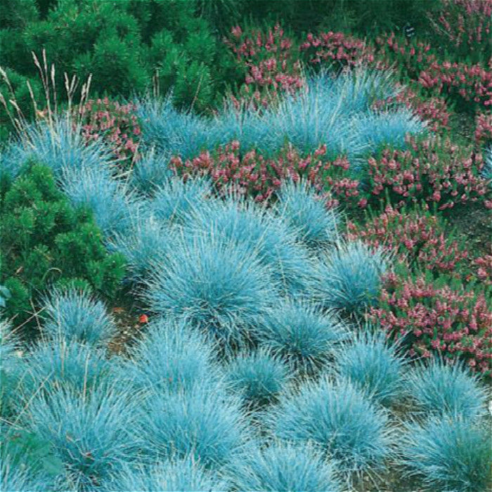200 Pcs 블루 Fescue 잔디 식물, 다년생 야외 푸른 잔디 분재 식물 홈 가든 욕실 Canbinets